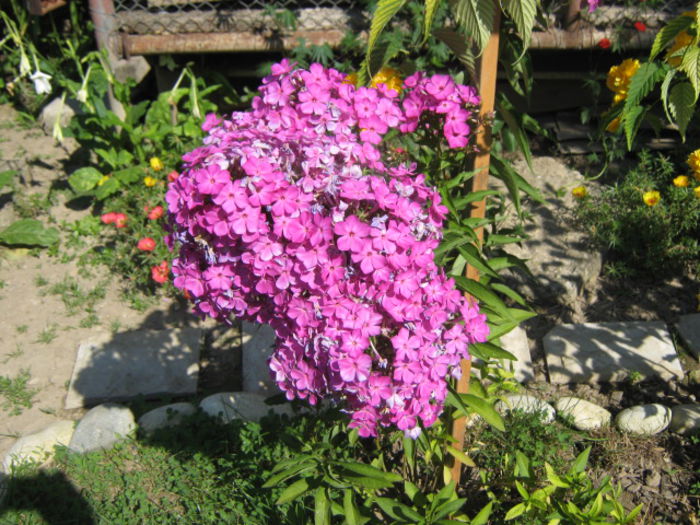 Picture 149 - florile mele din trecut