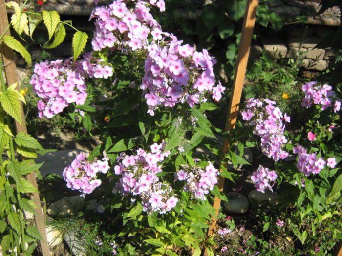 Picture 150 - florile mele din trecut