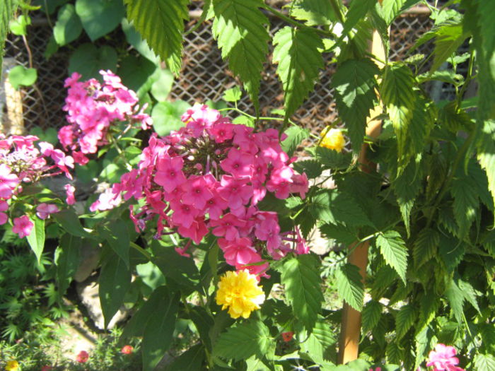 Picture 151 - florile mele din trecut