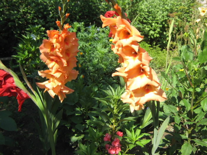 Picture 155 - florile mele din trecut