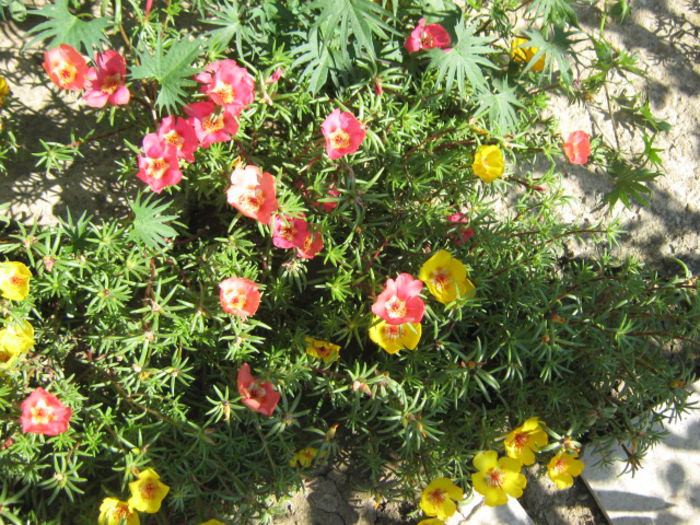 Picture 157 - florile mele din trecut