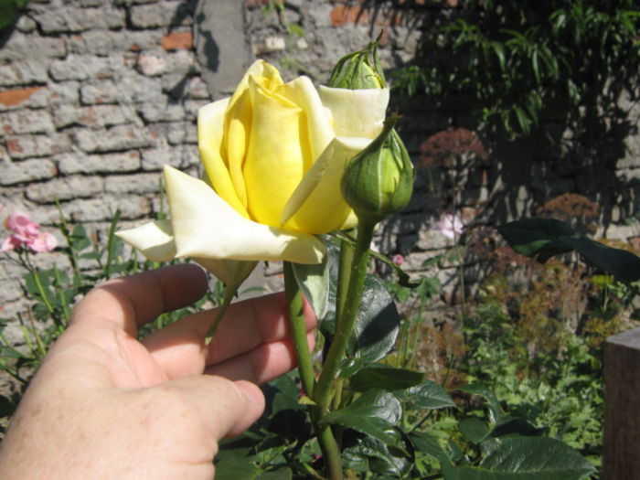 Picture 161 - florile mele din trecut