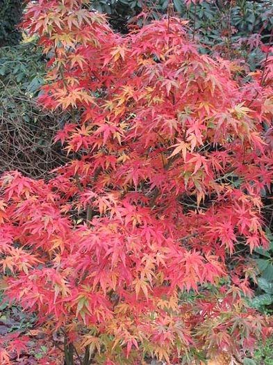 Acer_WilsonsPinkDwarf - ARTARI JAPONEZI DE VANZARE