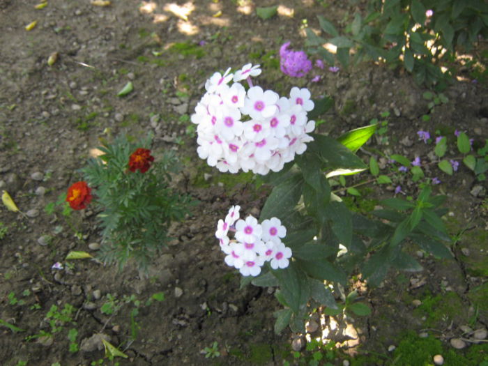 flox in primul an 2013 - florile mele din trecut