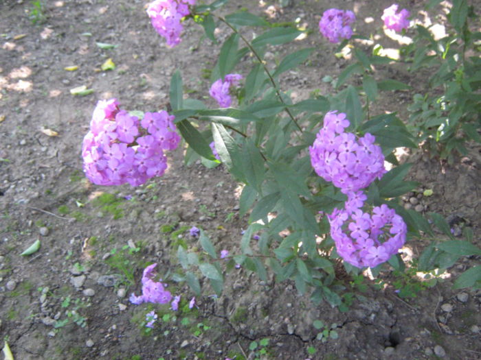 Picture 163 - florile mele din trecut