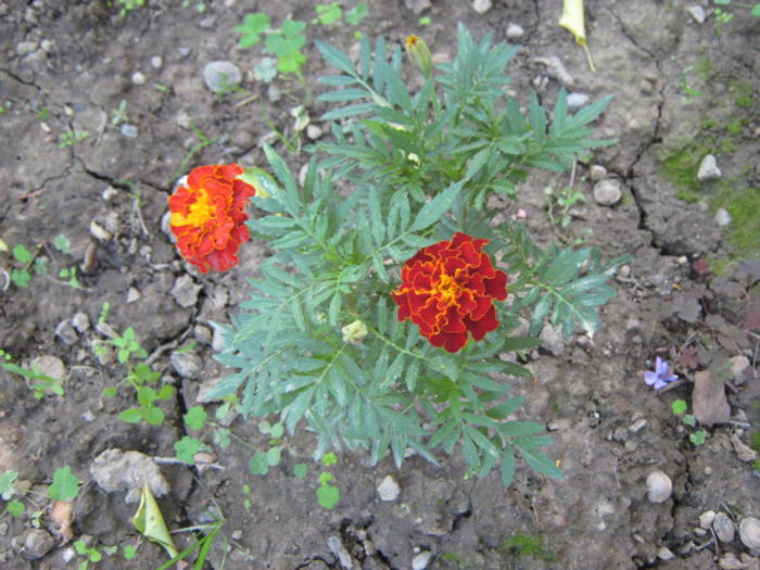 Picture 164 - florile mele din trecut
