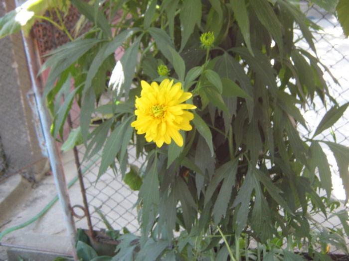 Picture 166 - florile mele din trecut