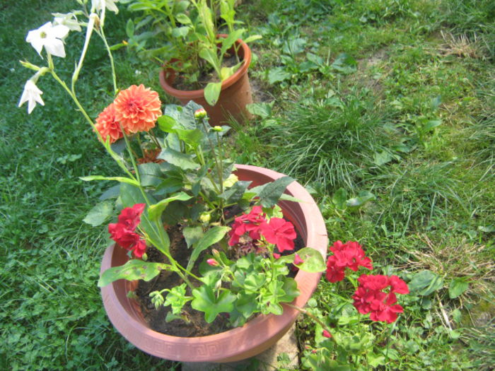 Picture 167 - florile mele din trecut