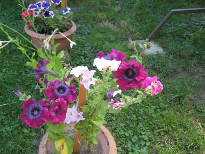 Picture 168 - florile mele din trecut