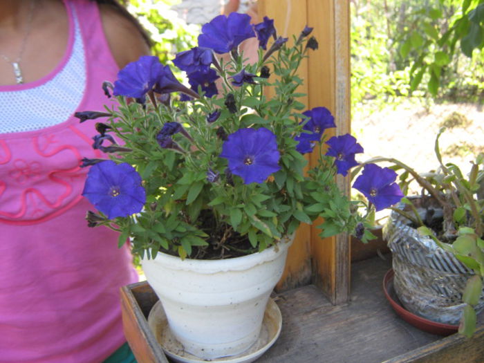 Picture 171 - florile mele din trecut