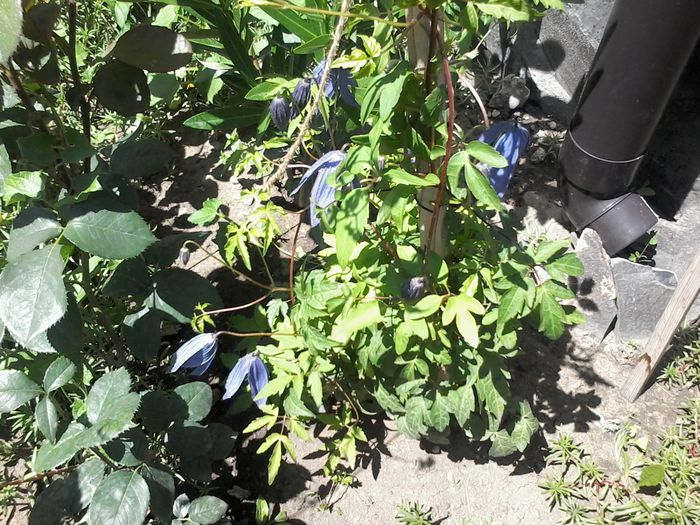 20140630_135140 - clematita 2014-2015-2016-2018-2019