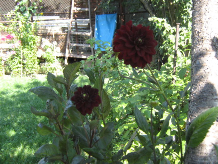 dalia 2013 - florile mele din trecut