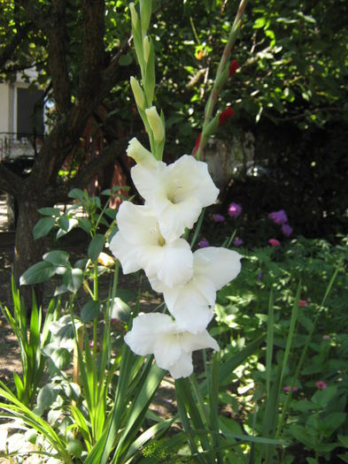 Picture 175 - florile mele din trecut