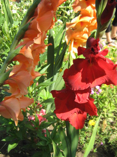 Picture 177 - florile mele din trecut