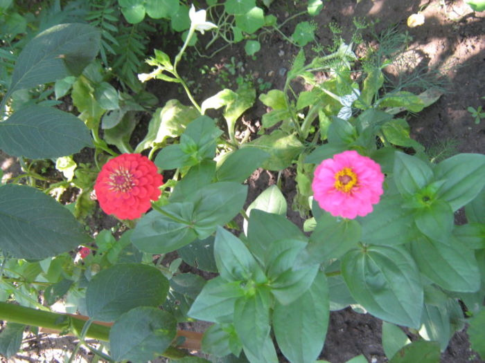 Picture 178 - florile mele din trecut