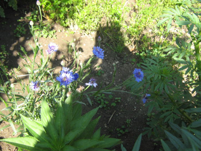 Picture 179 - florile mele din trecut