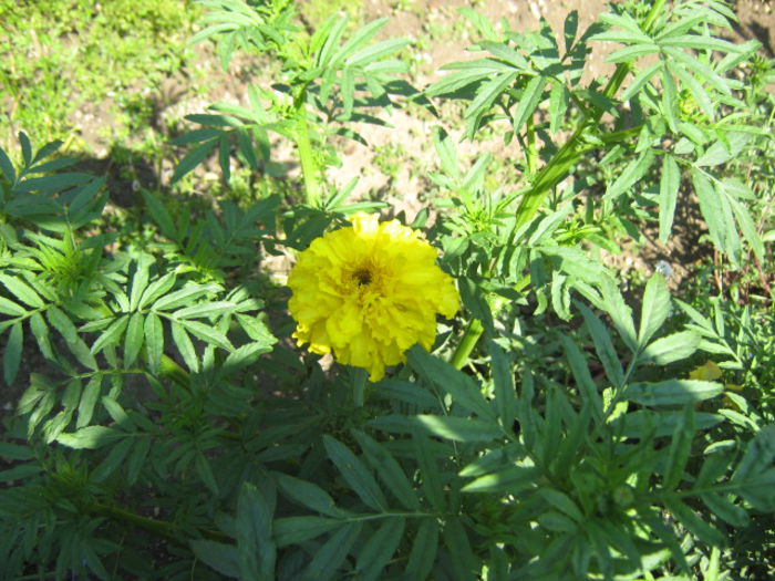 Picture 180 - florile mele din trecut