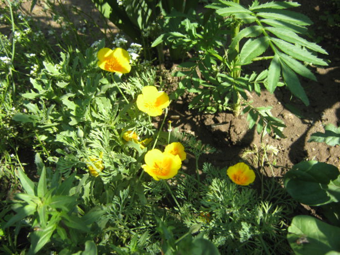 Picture 181 - florile mele din trecut