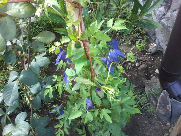 20140702_183631 - clematita 2014-2015-2016-2018-2019