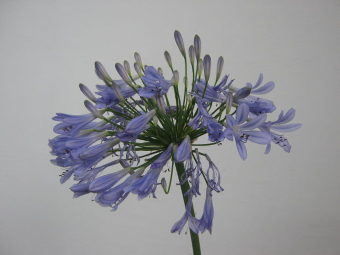 agapanthus