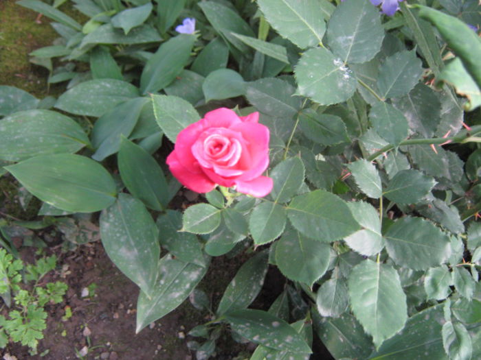 Picture 600 - florile mele din trecut
