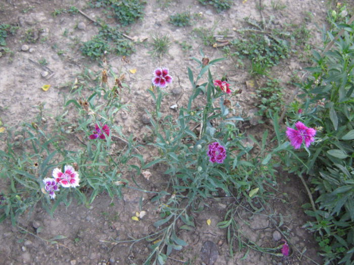 Picture 670 - florile mele din trecut