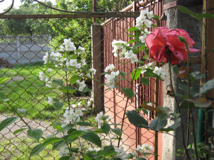 iasomia