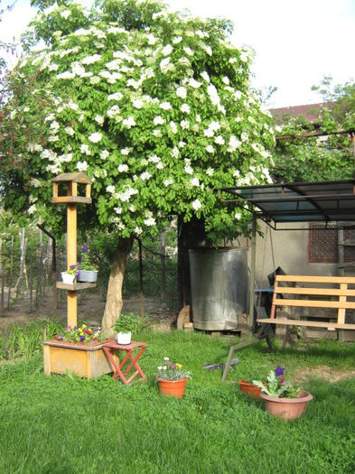 pomul cu flori de soc