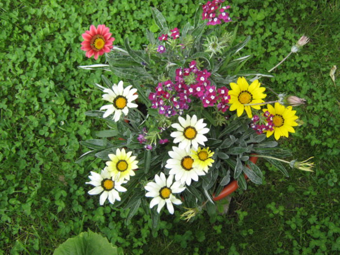 Picture 930 - Flori 2014
