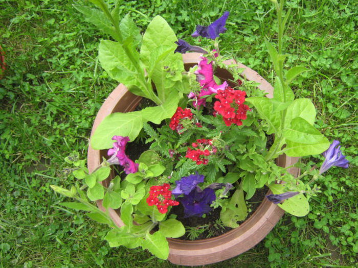 Picture 931 - Flori 2014