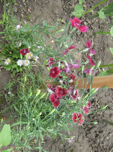 Picture 940 - Flori 2014