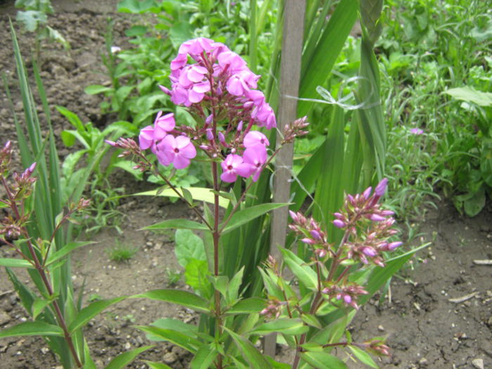 Picture 942 - Flori 2014