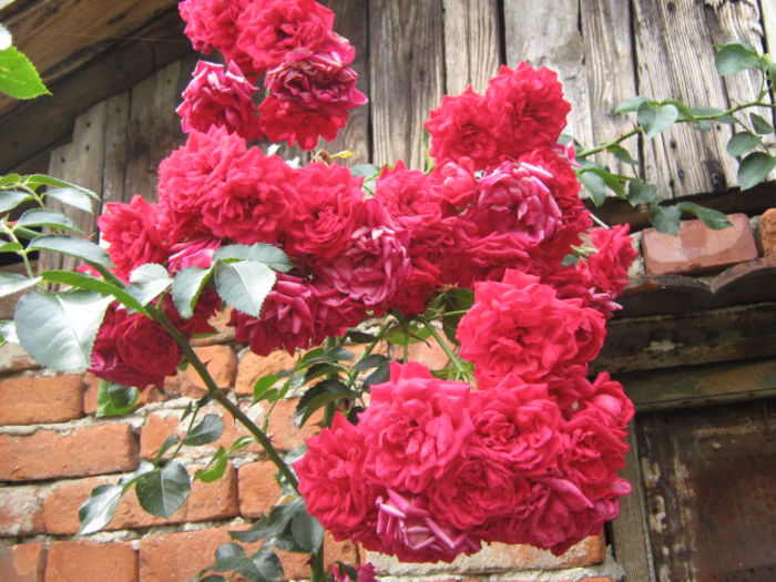 Picture 944 - Flori 2014