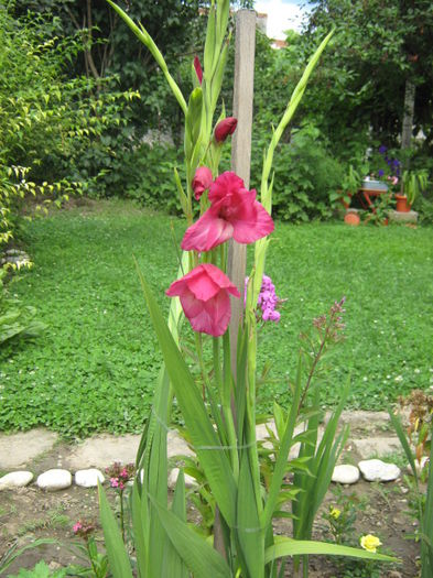 Picture 949 - Flori 2014