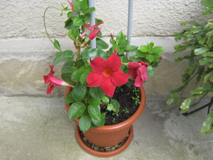 mandevilla - Flori 2014
