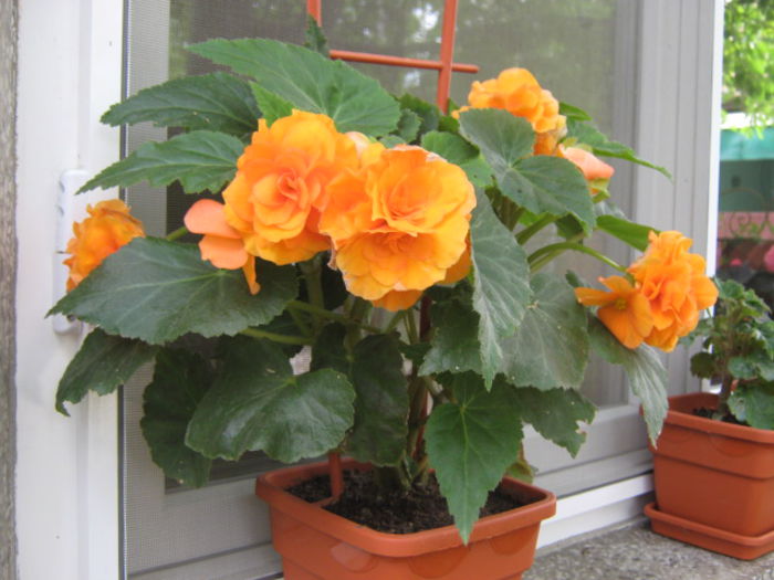 Picture 957 - Flori 2014