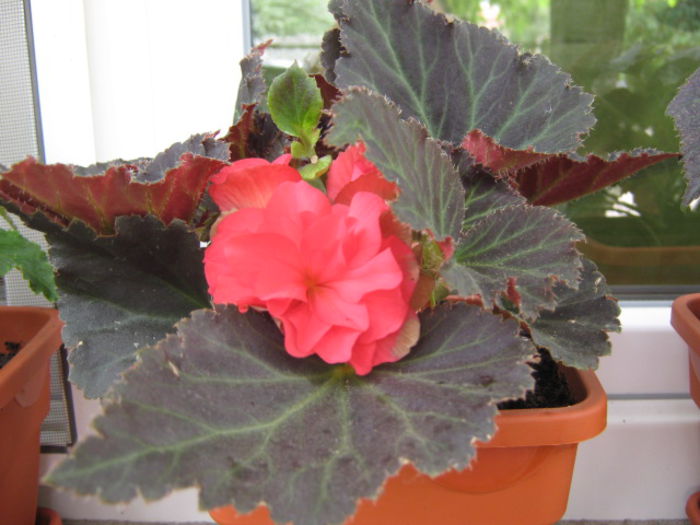 Picture 959 - Flori 2014