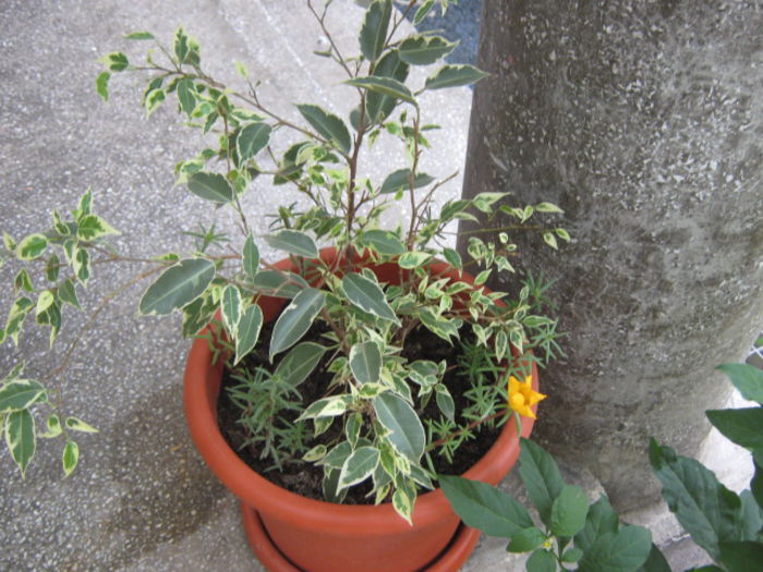 ficus benjamin