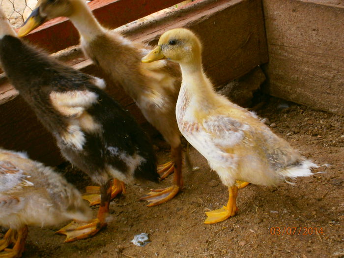 o da iese ceva frumos ..nu?