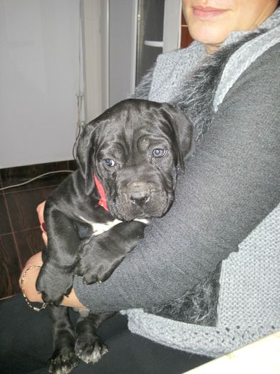 ATHOS la 6 saptamani - 7-CANE CORSO