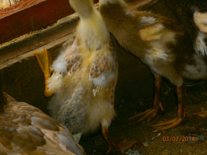 intre pestrit si rosu a iesit ceva galben!!!