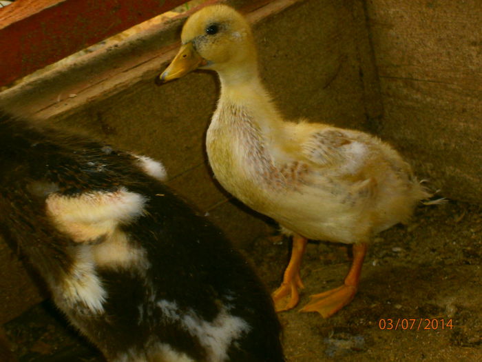 abia astept sa vad cum o sa iasa!