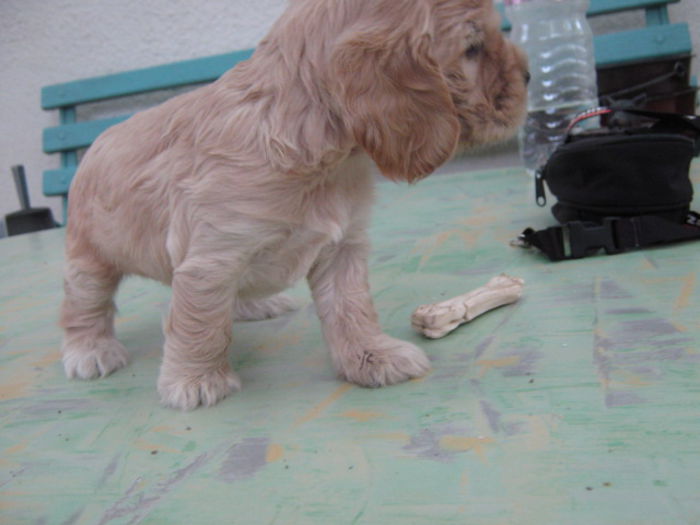 poze 11.01.2013 041 - lucky mic