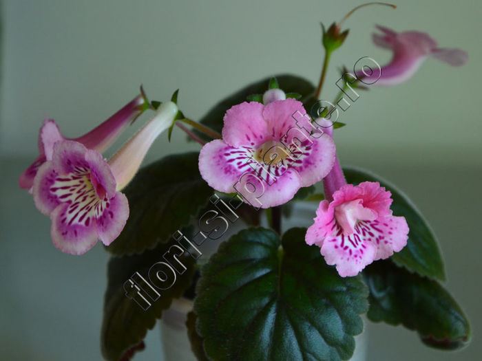 Sinningia Isa s Moonlit Dancer - GLOXINIA _ SINNINGIA 2