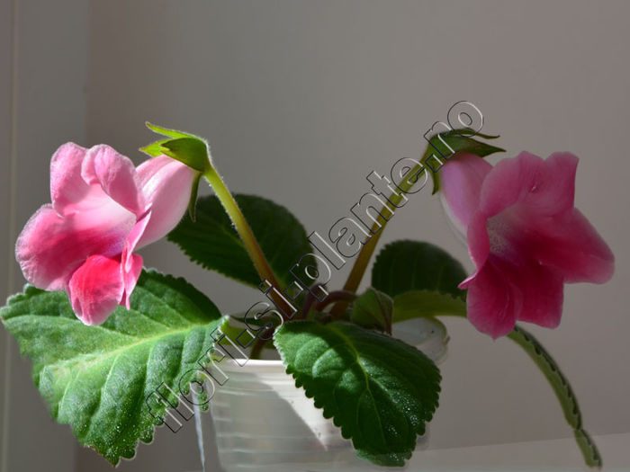 Sinningia Slipper Pink - GLOXINIA _ SINNINGIA 2