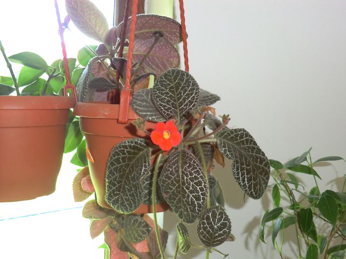 CIMG2200 - Episcia 2014