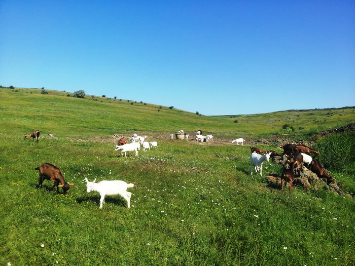 2014-06-29 - Iedite si iezi 2014 Saanen si Alpina