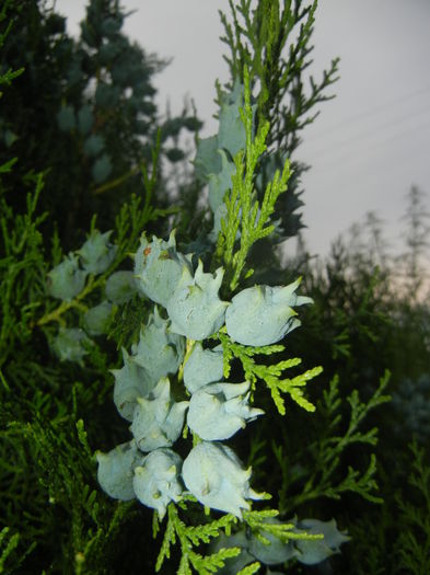 Thuja occidentalis (2014, June 23)