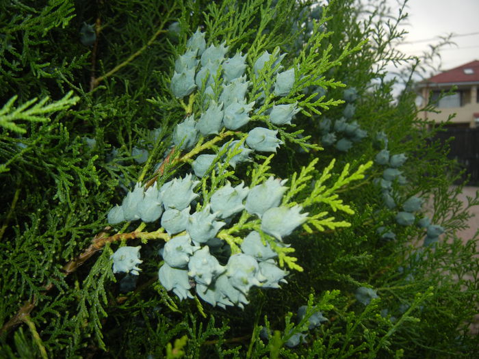 Thuja occidentalis (2014, June 23) - Thuja occidentalis_Arborvitae