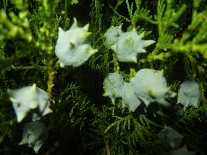 Thuja occidentalis (2014, June 23) - Thuja occidentalis_Arborvitae